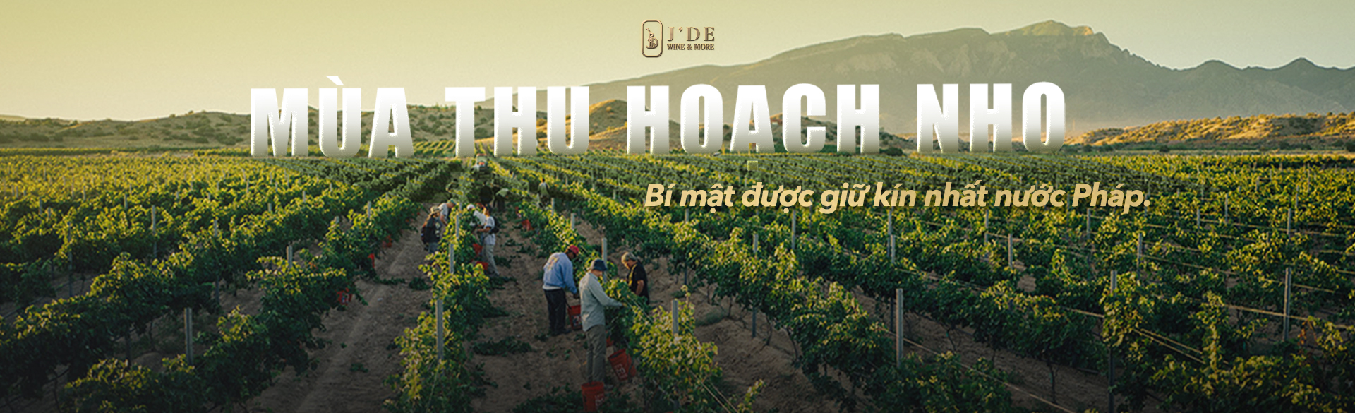 Mùa thu hoạch nho - Bí mật được giữ kín nhất nước Pháp 